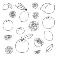 Citrus doodle set. Various citrus fruits, oranges, mandarins, lemons, limes etc. Half, whole, slices. Black hand-drawn contour isolated on a white background. Menus, coloring books, web design, prints vector