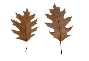 Two dry autumn fallen oak leaves isolated on white background photo
