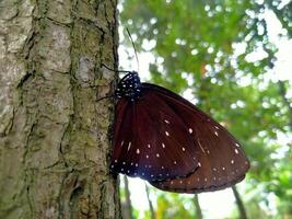 a brown butterfly on a tree trunk in the forest photo