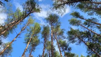 Tall trunks of pine trees in the forest on the blue sky background video