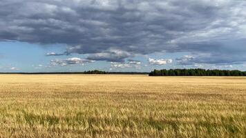 Golden wheat field with blue sky and nice clouds video
