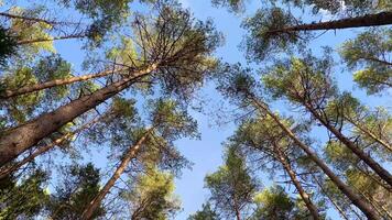 Tall trunks of pine trees in the forest on the blue sky with cloud background video