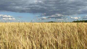 Golden wheat field with blue sky and nice clouds video