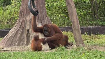 The Endangered exotic Orangutan in their natural environment, looking playful and doing activity and surrounded by lush greenery. Showcasing familial bond and wildlife conservation photo
