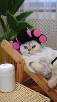 Relaxed cat in spa mode with curlers and aromatherapy diffuser relaxation video
