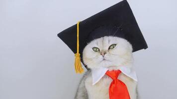 Adorable cat in graduation cap and tie twitches nose on gray background video