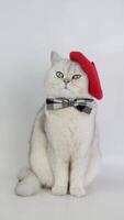 Charming cat wearing red beret and bow tie displays adorable poses in cute sequence video