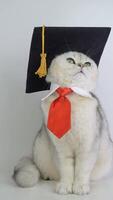 Curious cat in graduation cap and tie displaying playful expression and posing video