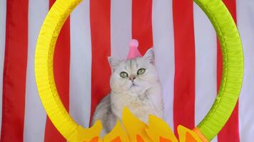 Playful cat jumping through hoop in colorful circus setting with red and yellow stripes video