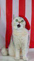 Charming cat in red beret posing against striped background with playful expressions video