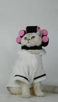 Charming cat in white bathrobe with curlers showcasing playful fashion and attitude video