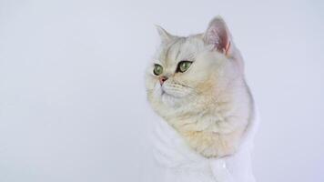 Curious cat observing intently in calm white background video