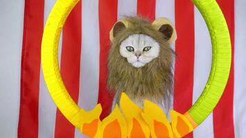 Playful lionmane cat leaps through fiery hoop in colorful circus performance video
