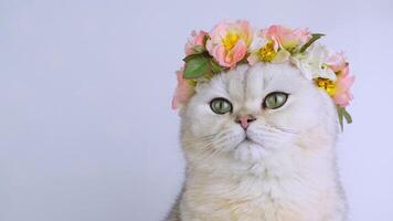 Charming cat wears flower crown, displaying grace and curiosity across frames video