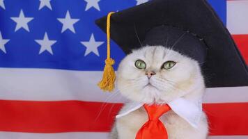 Academic cat with graduation cap poses proudly in front of american flag video
