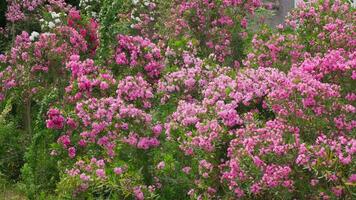 Blooming pink flowers in a vibrant garden setting video