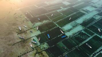 Drone view of seaweed farm in lagoon at Lembongan island in Indonesia. Algae farm with morning sunlight and fog video