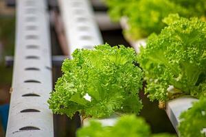 Hydroponics method of growing plants using mineral nutrient solutions, in water, without soil. Close up planting hand Hydroponics plant photo