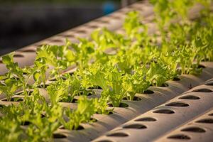 Hydroponics method of growing plants using mineral nutrient solutions, in water, without soil. Close up planting hand Hydroponics plant photo