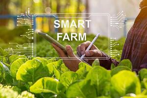 Female farmer inspecting her smart farm grain field. technology and send data to the cloud from the tablet. in the analysis and control of plant quality in the soil smart digital agriculture photo