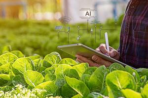 Smart farmer using tablet iot technology analyzing plant health such as water soil moisture photo
