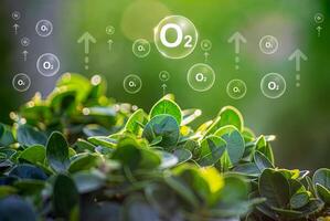 O2 bubbles in the middle of a lush forest are a metaphor for the purifying processes of air through nature. photo