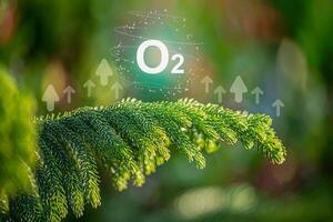 O2 bubbles in the middle of a lush forest are a metaphor for the purifying processes of air through nature. photo