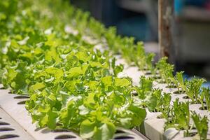 Field vegetable lettuce fresh organic farm. Close up hydroponic vegetable plantation green salad cultivate farm. Green oak lettuce salad in green Farm. Salad farm vegetable green oak lettuce field photo