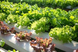Hydroponic Vegetable Farm. How to grow hydroponics using photo