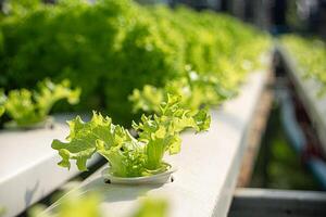 Hydroponic Vegetable Farm. How to grow hydroponics using photo