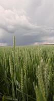 A green wheat field in cloudy weather photo