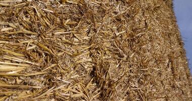old straw from the wheat harvest in rectangular stacks in winter photo