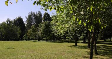 trees of different types growing in the park photo