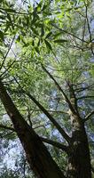 the green foliage of a willow tree in sunny weather photo