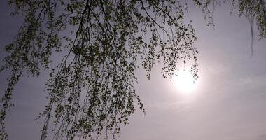 fresh foliage on birch trees in sunny May photo