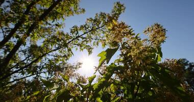 the green foliage of the maple tree in sunny weather photo