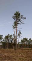 deforestation of pine forests in eastern Europe photo