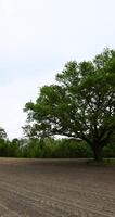 a lone oak tree in a field with corn in late spring photo
