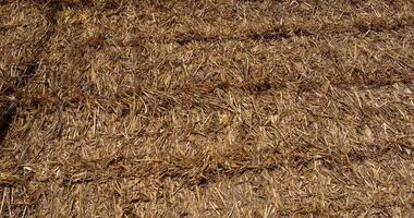 old straw from the wheat harvest in rectangular stacks in winter photo