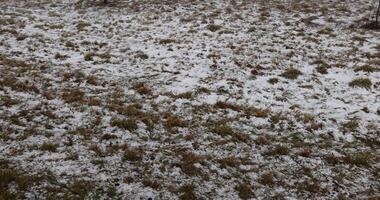 old dry yellow grass under snow in winter, a field photo