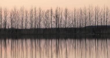 reflection of trees at sunset, river with reflection photo