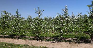 apple trees blooming with white flowers in spring photo