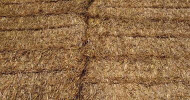 old straw from the wheat harvest in rectangular stacks in winter photo