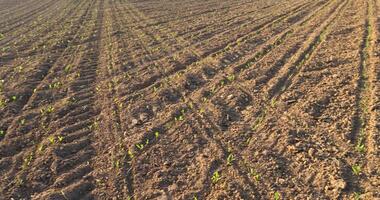 sunset in a field with young corn sprouts in a fertile field photo