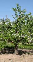 apple trees blooming with white flowers in spring photo