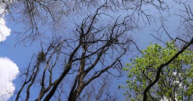 leafless deciduous trees in the spring season photo