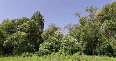 deciduous trees in windy weather in swaying foliage photo