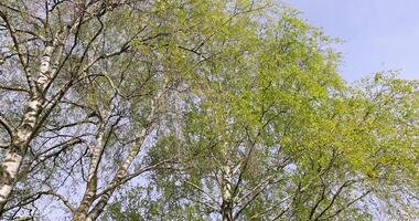 birch trees in the spring season during the appearance of the first foliage photo