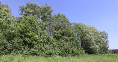 deciduous trees in windy weather in swaying foliage photo