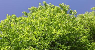 young foliage and inflorescences on a maple tree in spring photo